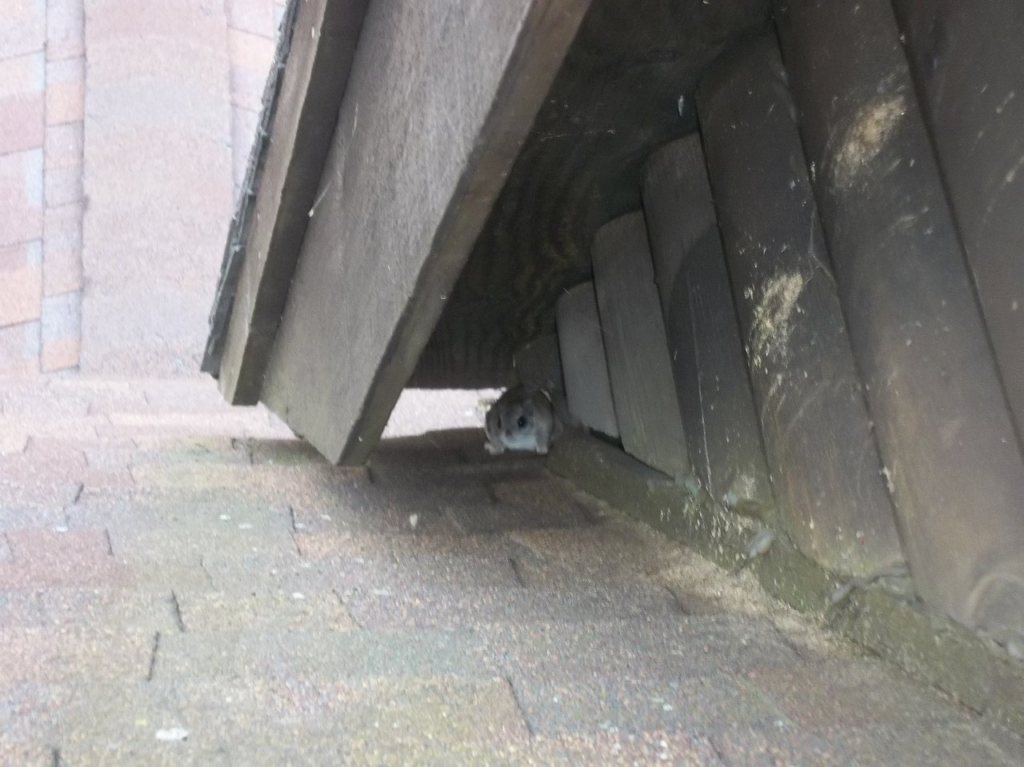 squirrel attic entry litchfield ct soffit damage