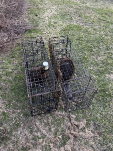 Two beavers removed in Washington CT using live traps near flooded backyard