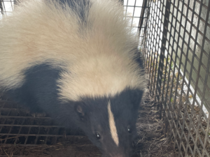 skunk removal roxbury ct under deck den area