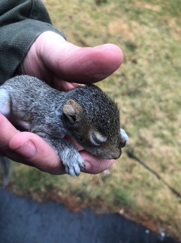 squirrel attic entry canaan ct soffit damage