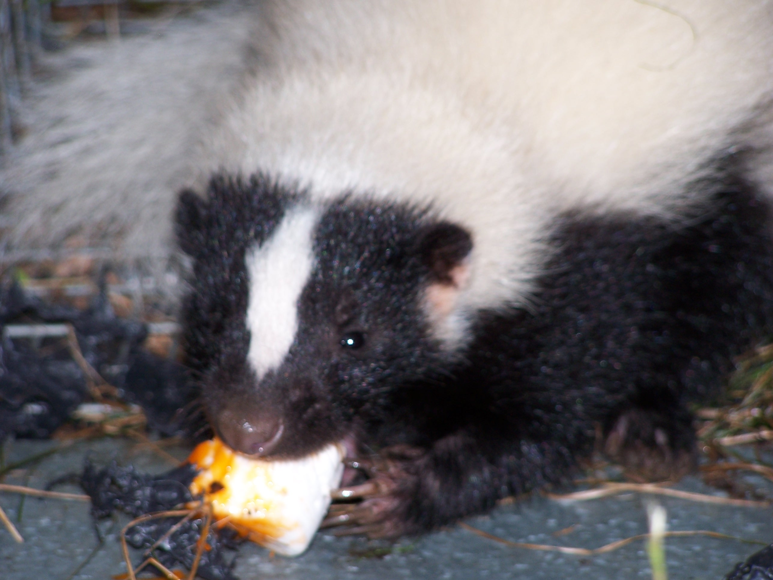 Close-up of a striped skunk eating bait during a Connecticut skunk trapping job