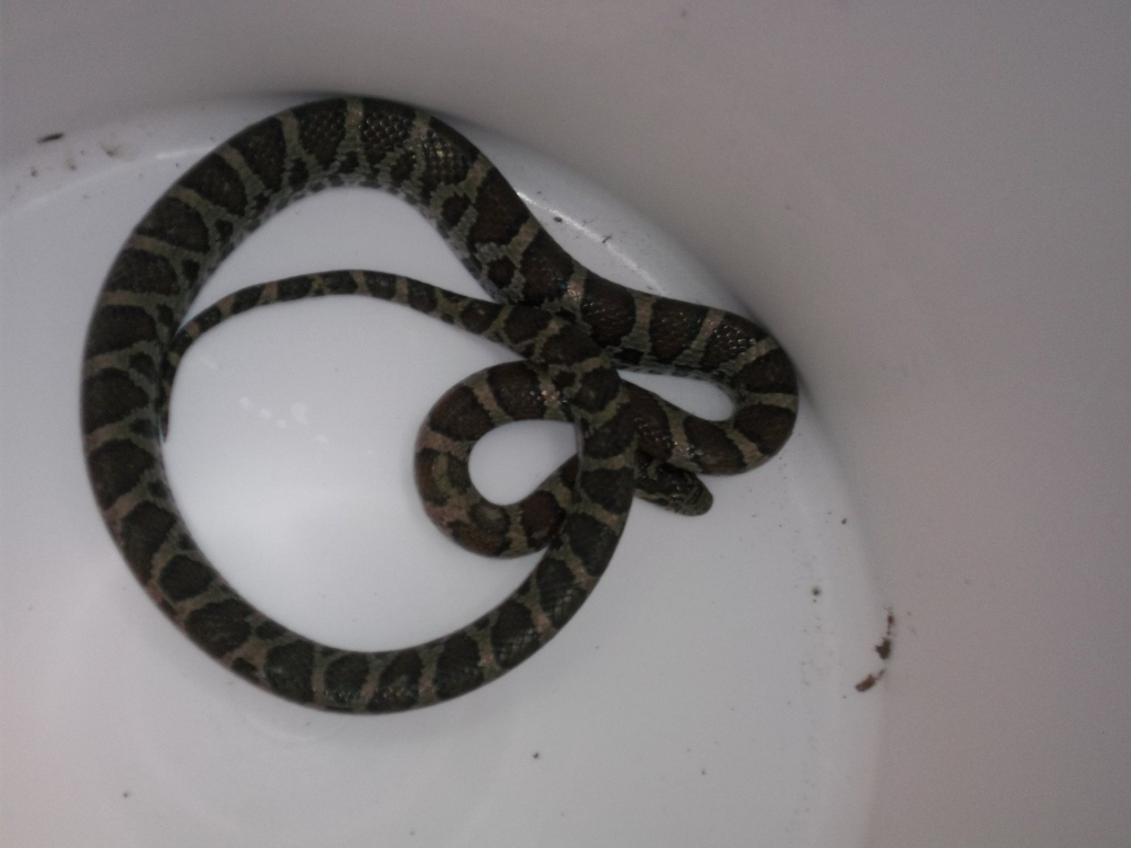 milk snake removed from Woodbury CT basement 