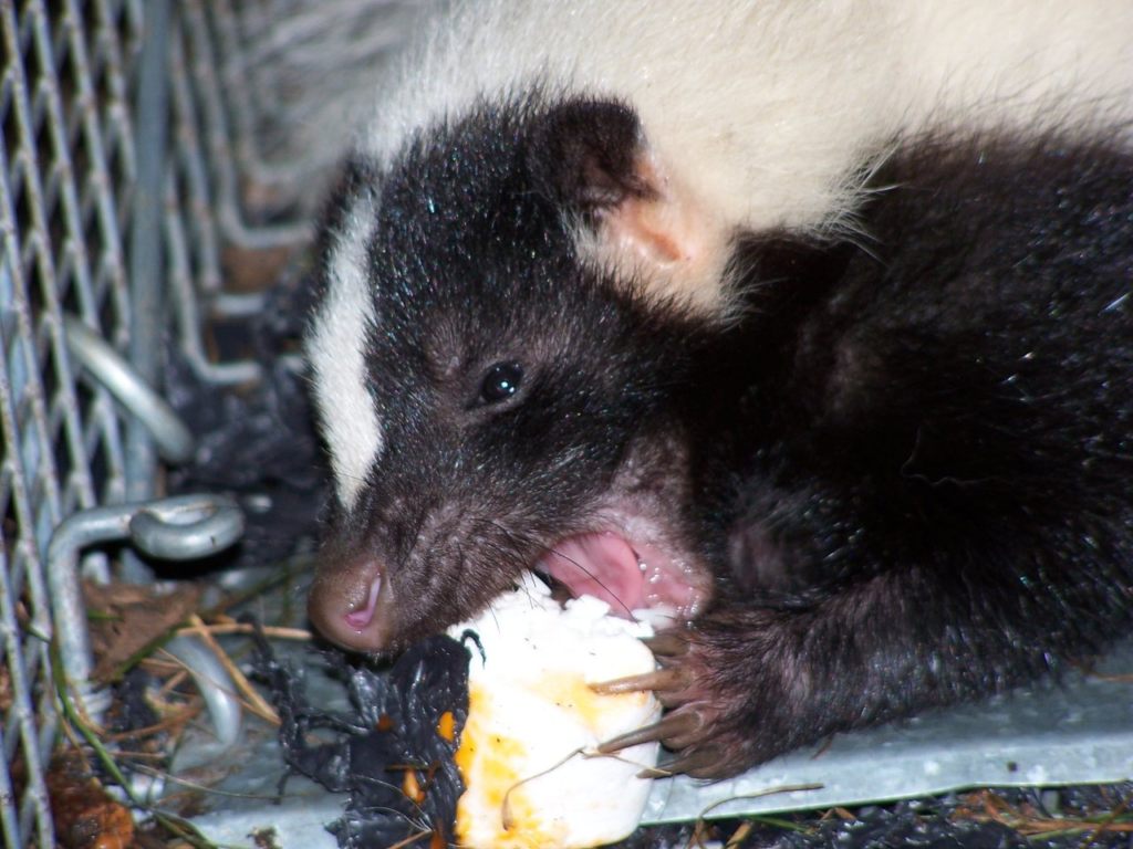 skunk removal under deck in Watertown CT