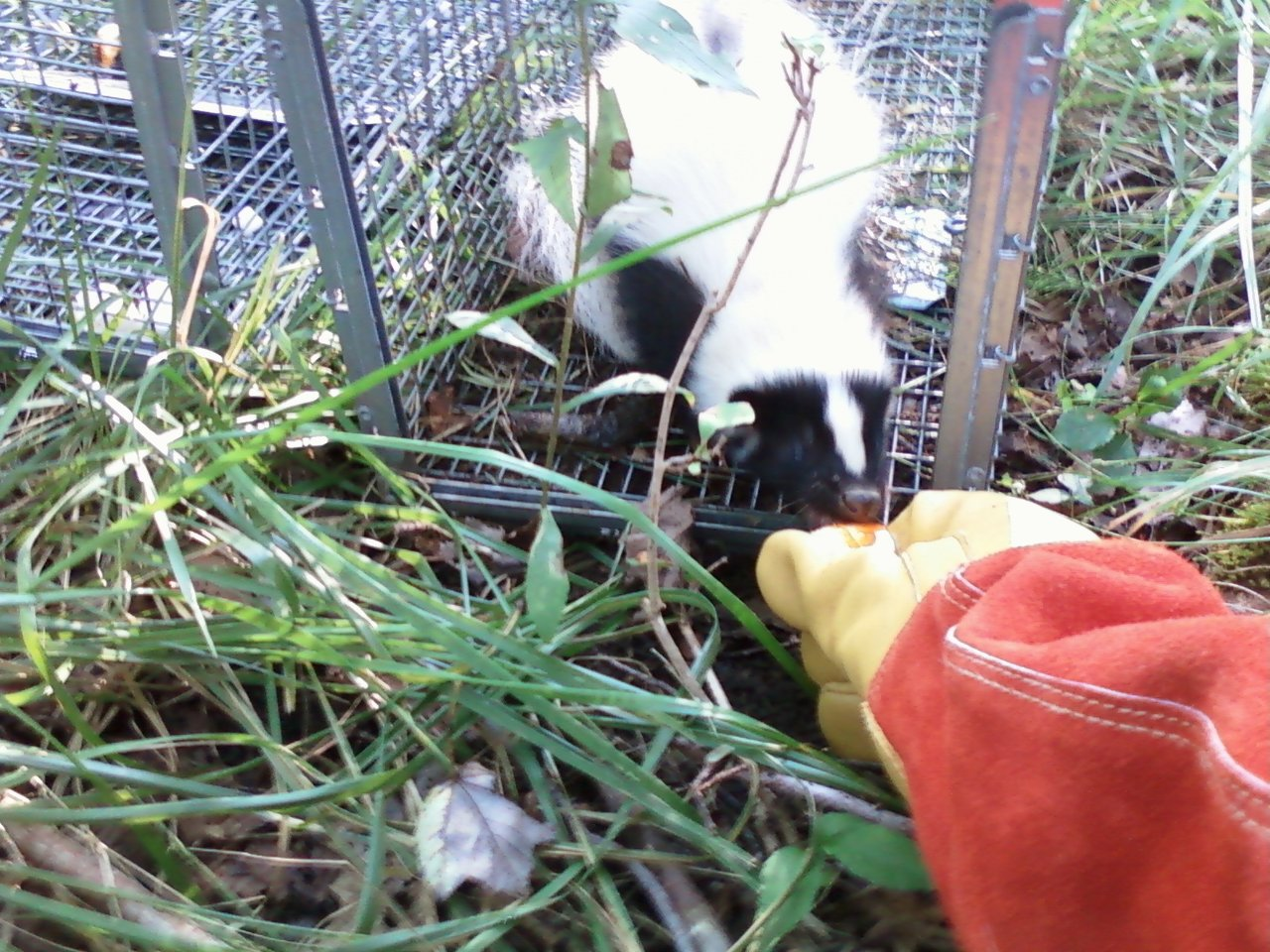 skunk under deck removal litchfield county ct