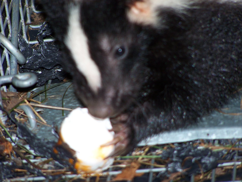 skunk removal torrington ct under porch den area