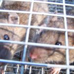 Litchfield County Mice