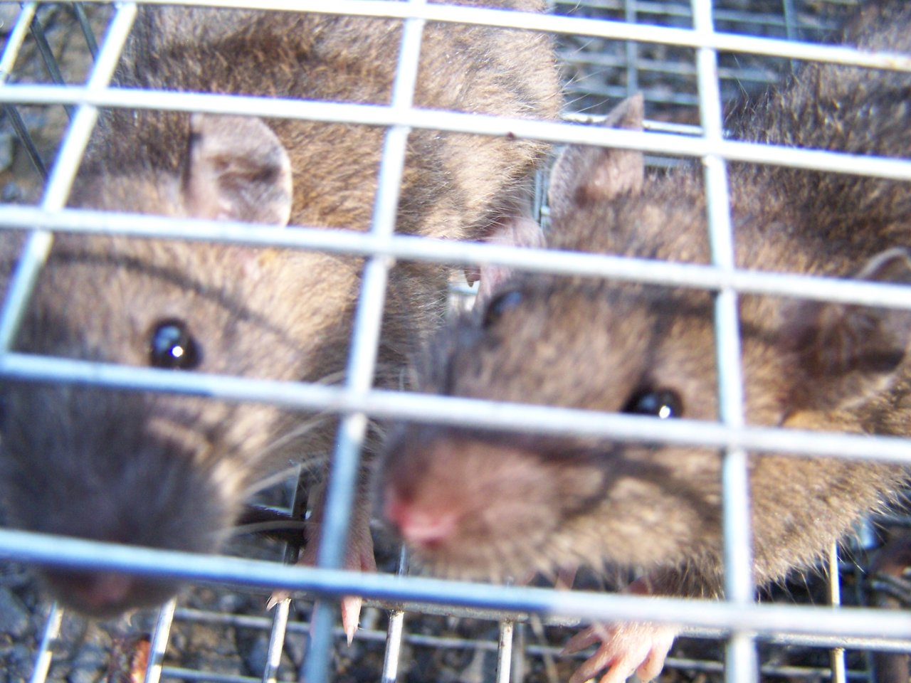 Litchfield County Mice