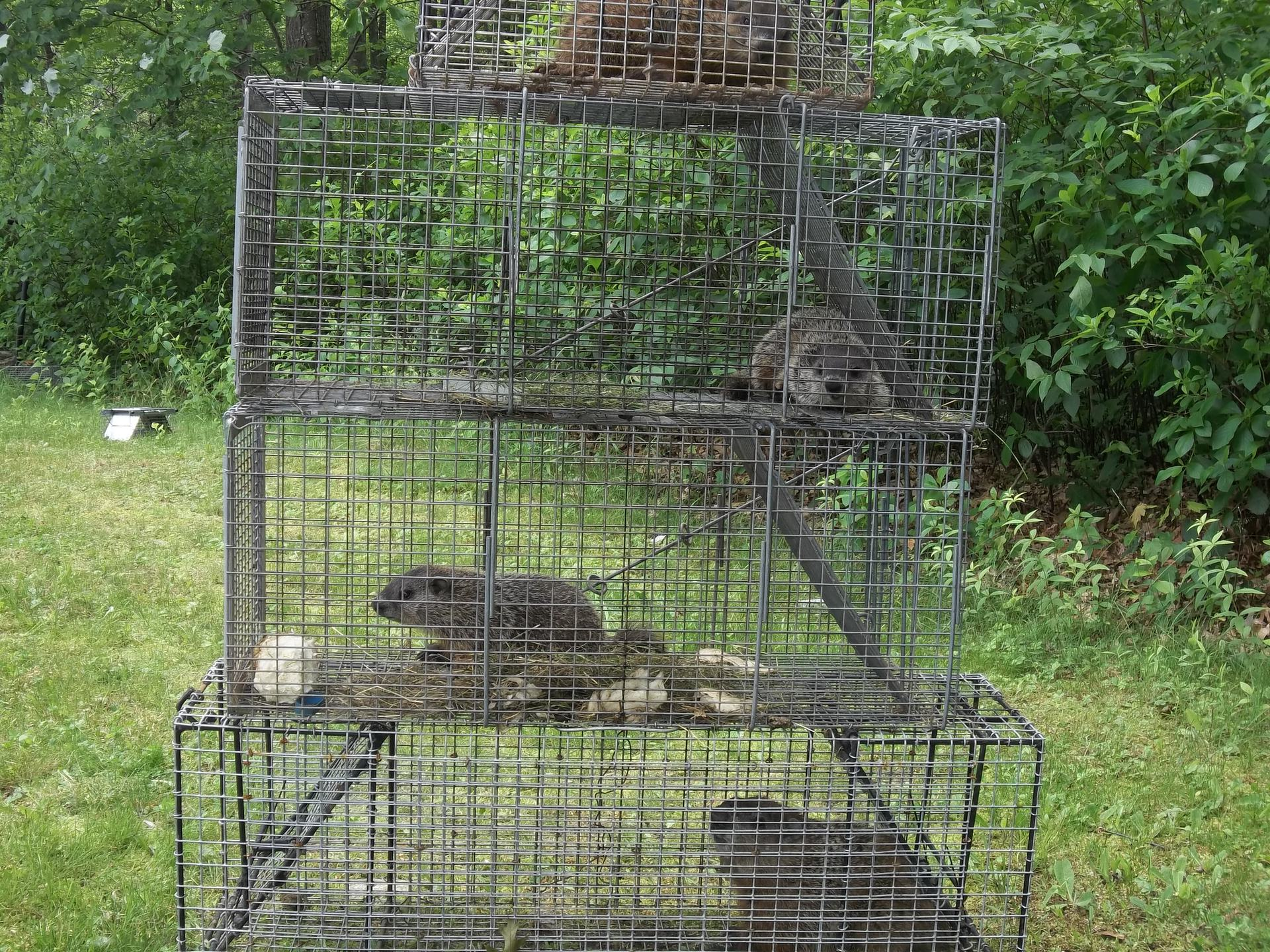 multiple woodchucks trapped including mother and babies Litchfield County CT
