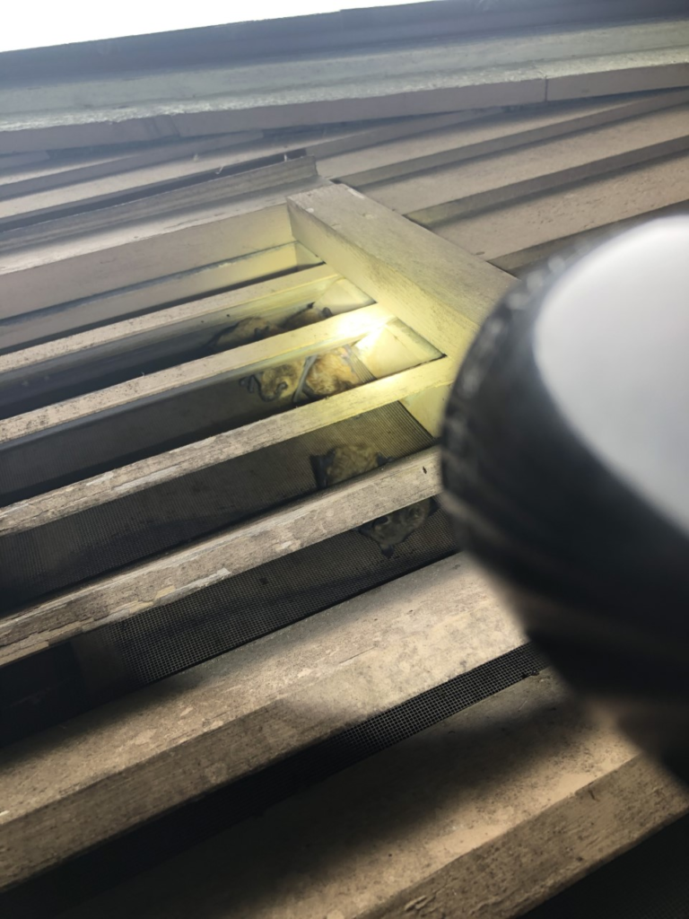 bat colony gable vent warren ct attic entry