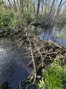 Beaver Dam flooding Kent property
