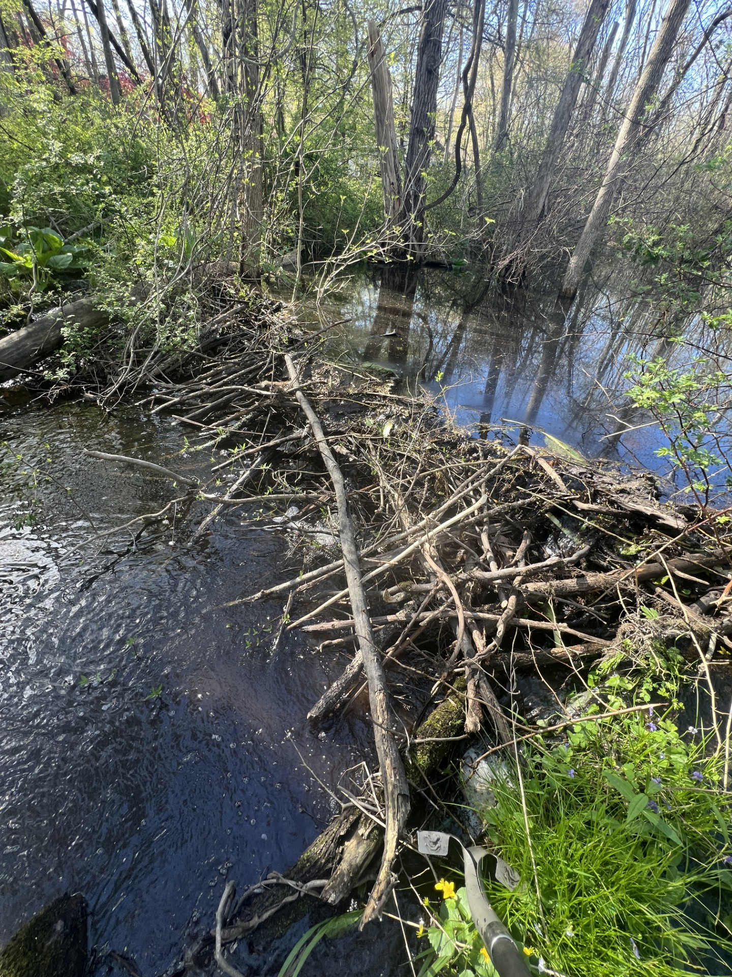 beaver dam flooding canaan ct housatonic river property damage