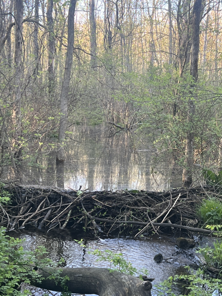 Beaver dam New Milford CT 