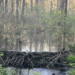 Beaver dam flooding a Salisbury CT Property