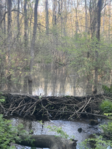 Beaver dam flooding a Salisbury CT Property