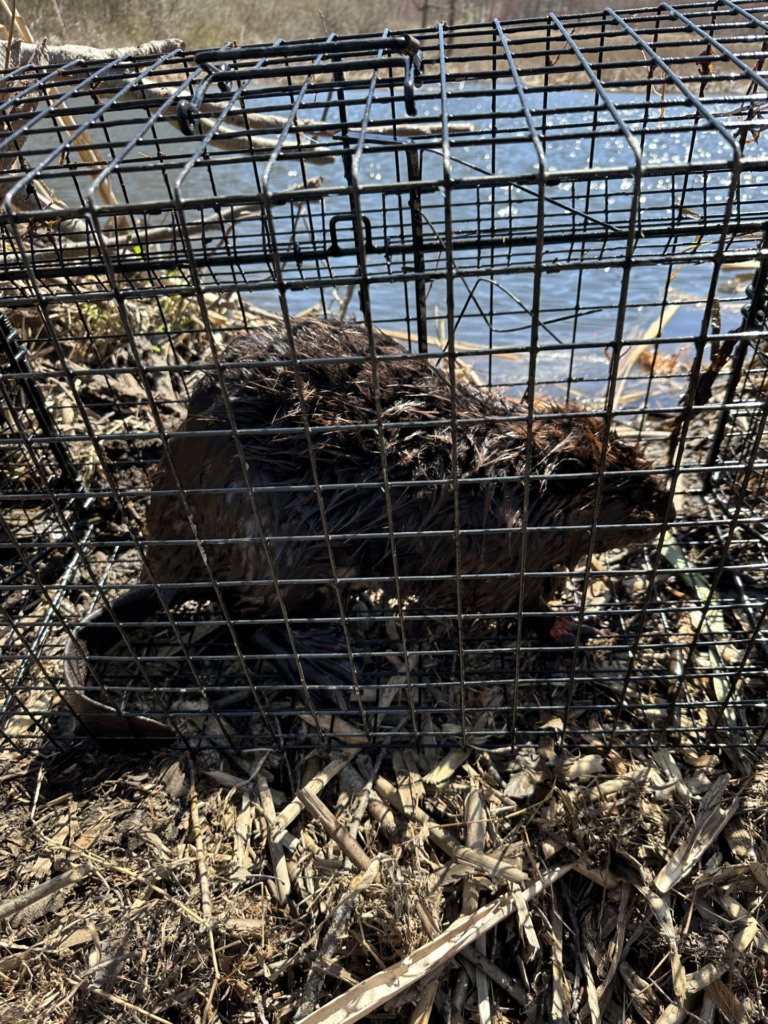 Beaver in cage trap Litchfield CT