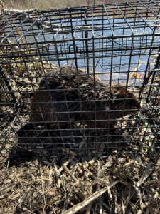 Beaver in cage trap Litchfield county ct