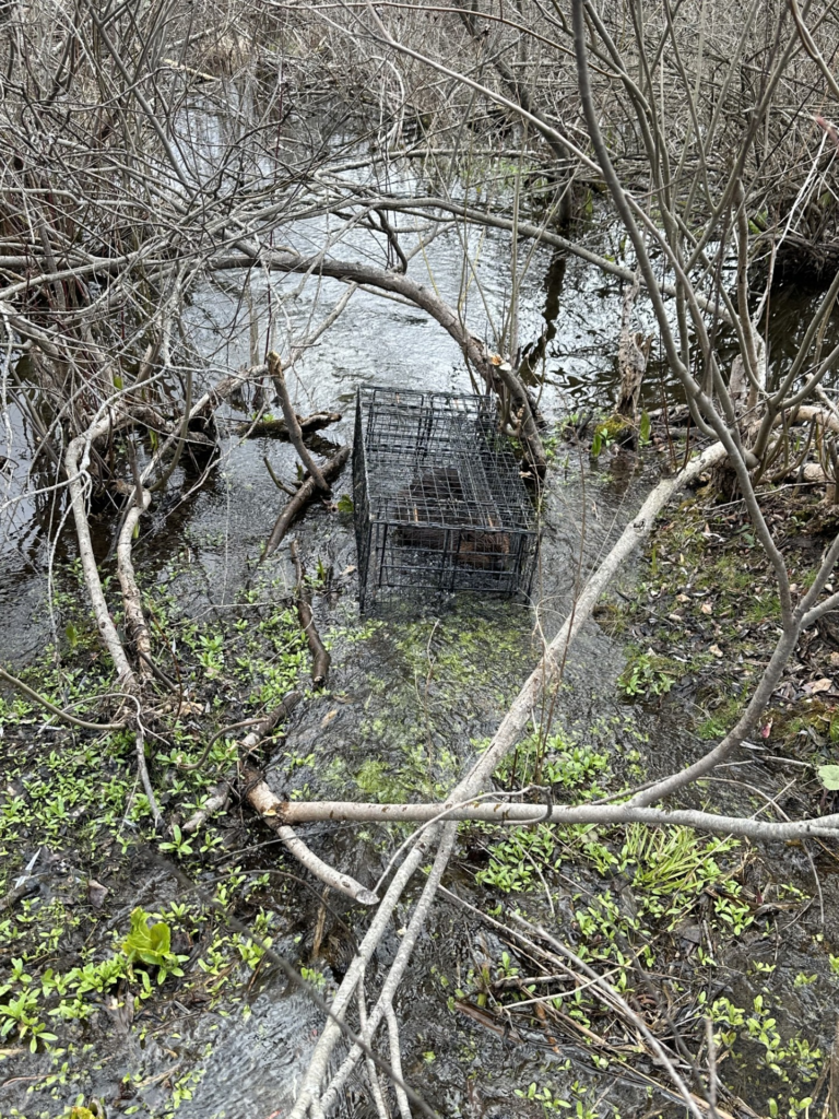 Beaver in live trap From Woodbury CT