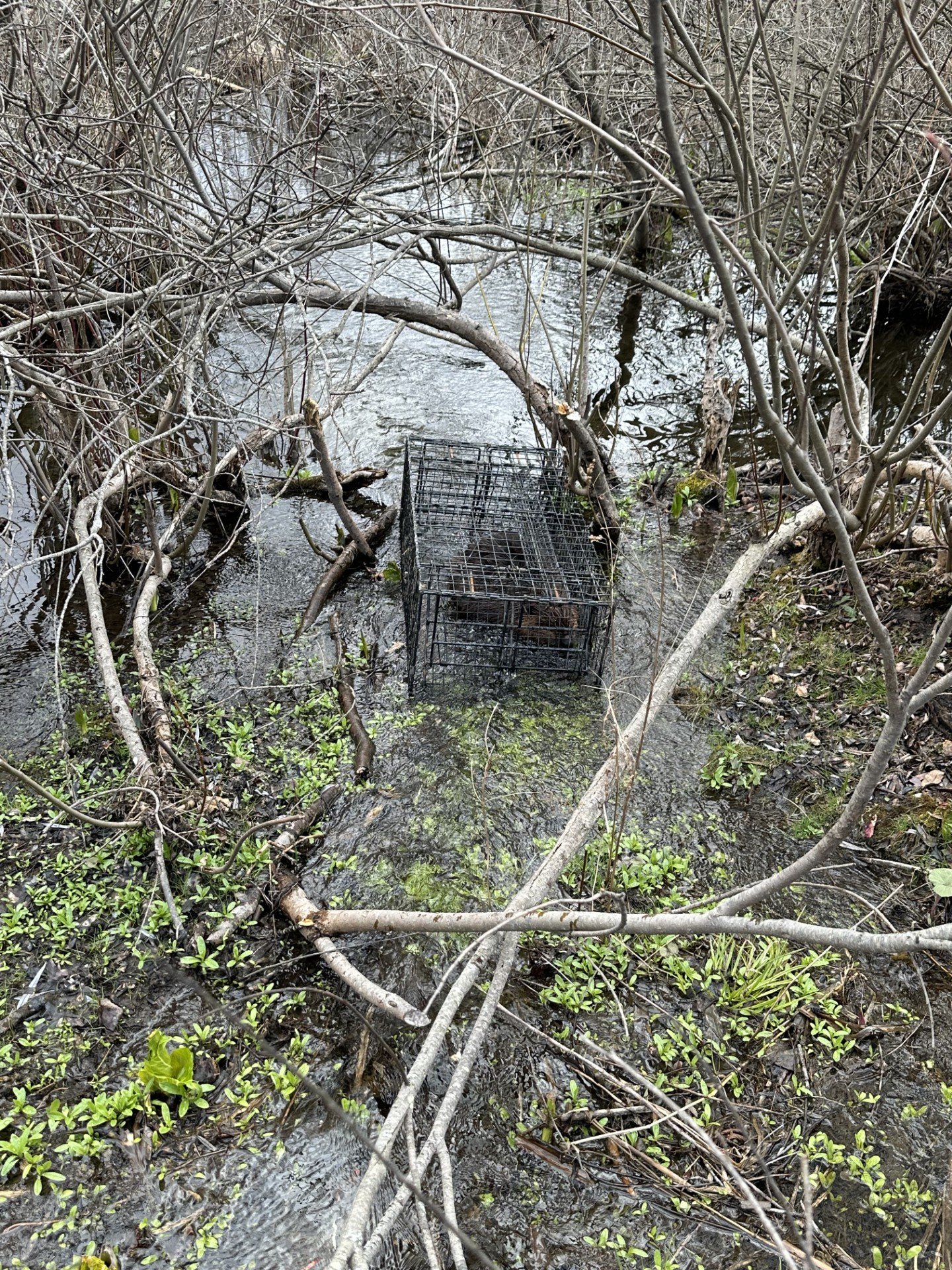 Beaver removal and flood control in Bridgewater, CT