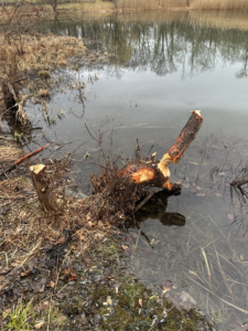 Roxbury CT Beaver tree damage. Trees were devastated at this estate.