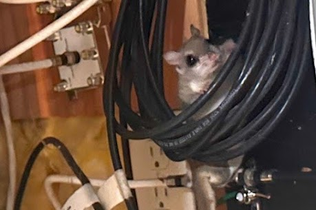 squirrel attic entry salisbury ct roofline gap