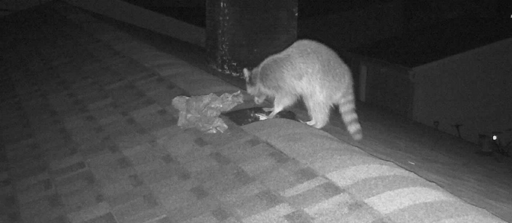 raccoon roof entry canaan ct soffit damage