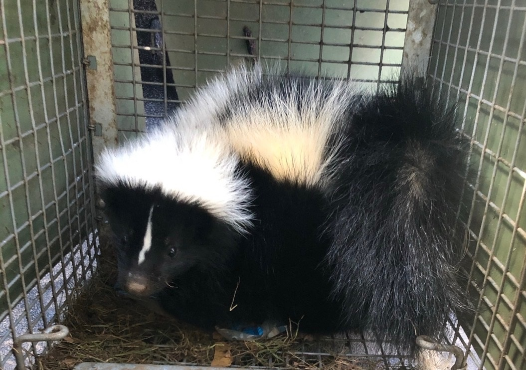 Skunk caught in a cage trap during professional skunk removal in Litchfield County CT