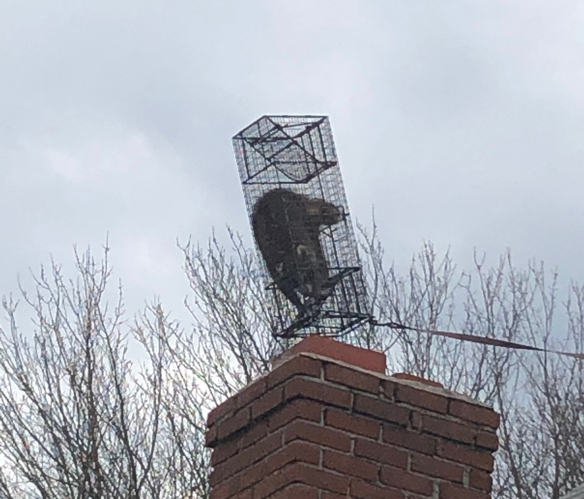 raccoon attic removal litchfield county ct