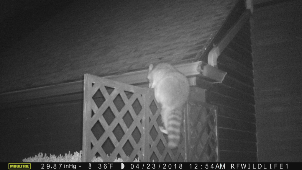 raccoon roof entry salisbury ct soffit damage