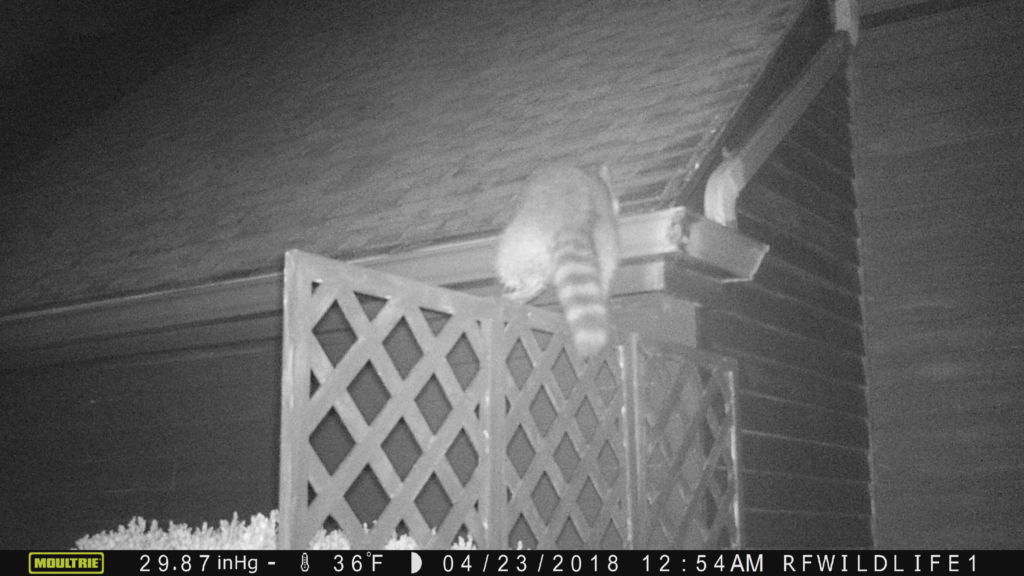 raccoon climbing onto roof toward gable vent entry point Harwinton CT