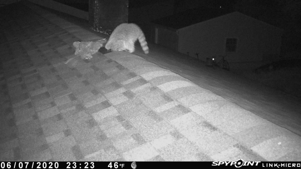 raccoon roof entry goshen ct soffit damage
