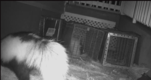 skunk removal bridgewater ct under deck den