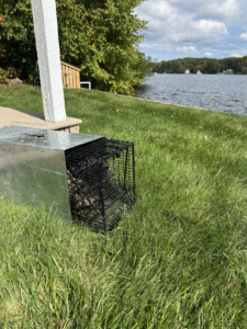 Woodchuck removed from under lakeside home in Winchester CT