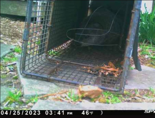 woodchuck burrow bethlehem ct yard foundation