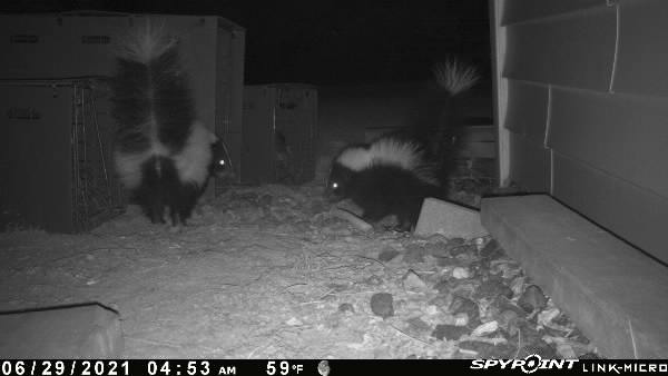 Mother skunk and baby skunks near a shed entrance in Connecticut