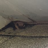 bat entry soffit bridgewater ct roofline gap