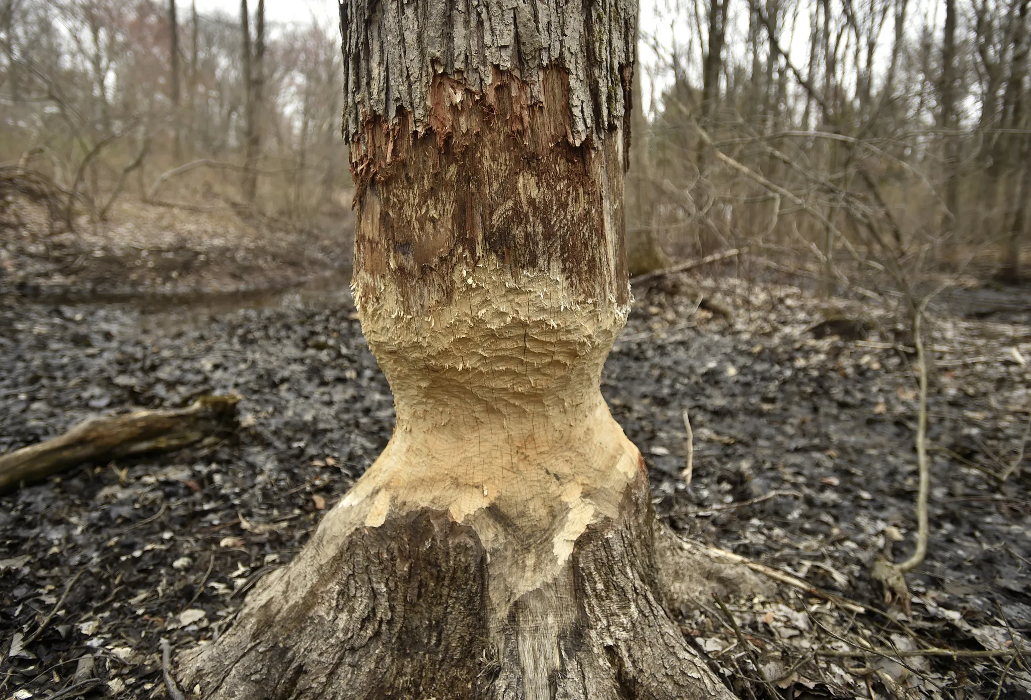 beaver chewed tree damage in Litchfield County CT