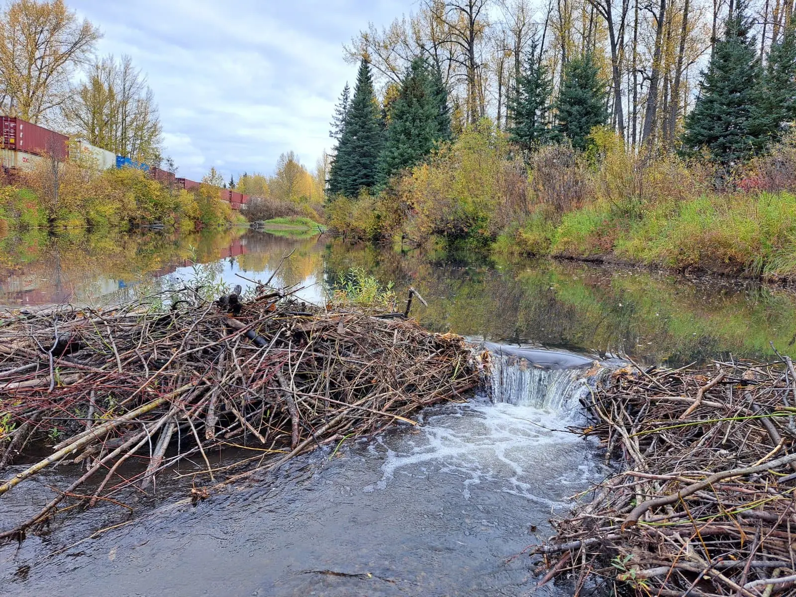 beaver dam causing flooding in Litchfield County CT
