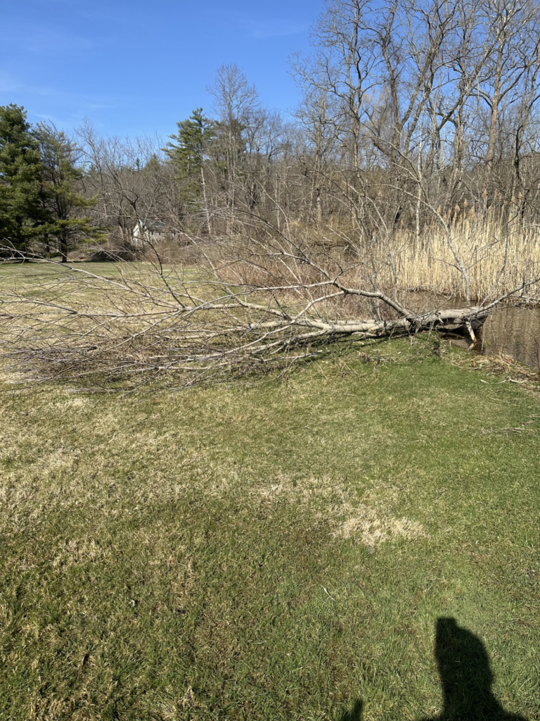 beaver tree damage Harwinton CT gnawed tree along wetland area