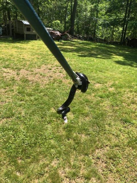 snake removal washington ct stone wall property