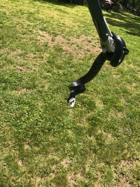 snake removal canaan ct black rat snake basement stone wall