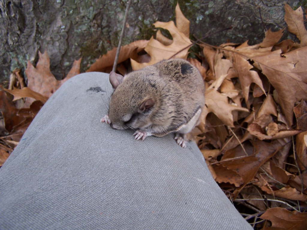 opossum removal colebrook ct crawlspace den