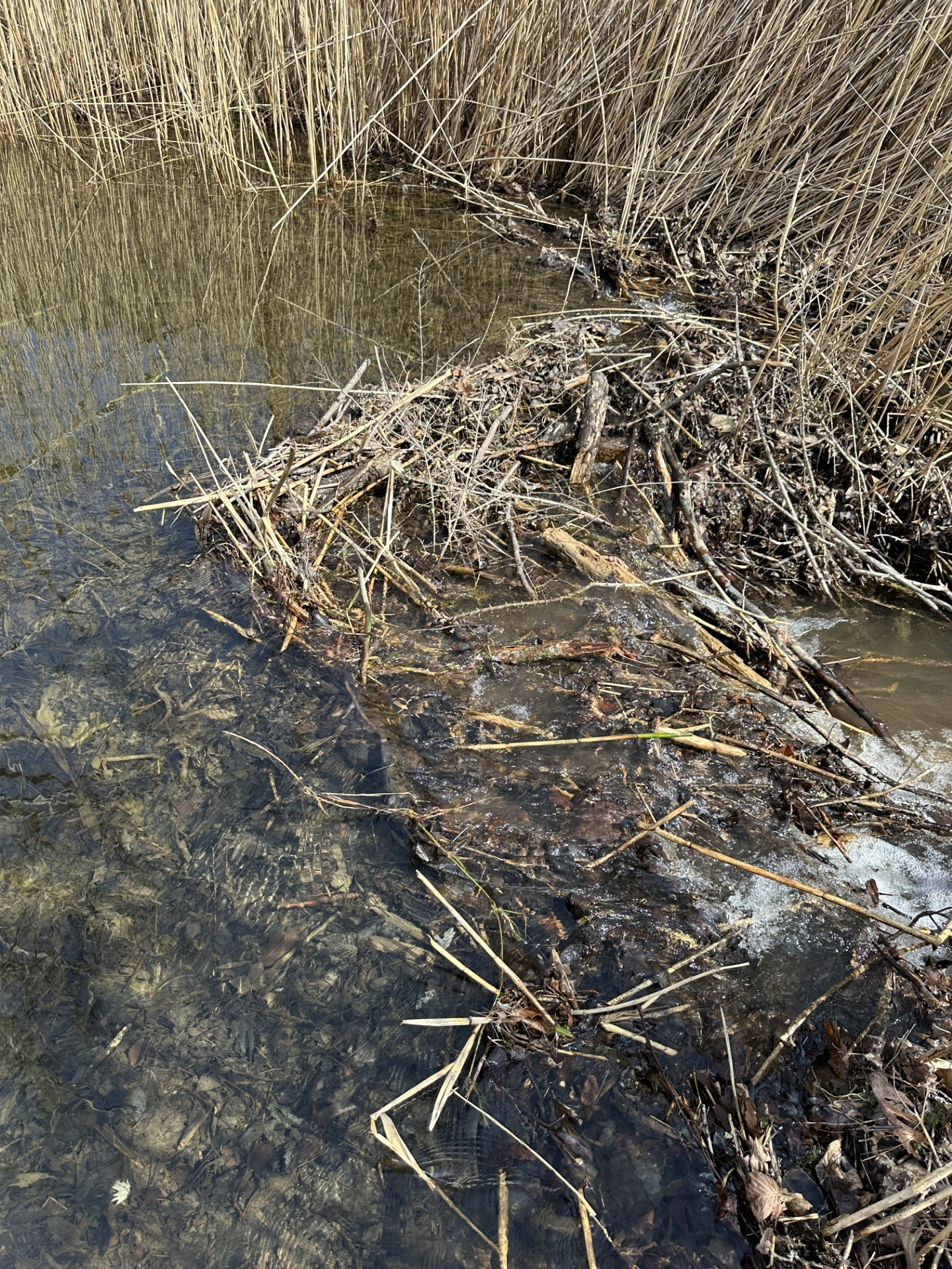 beaver dam made of sticks and reeds unstable flooding risk litchfield county ct