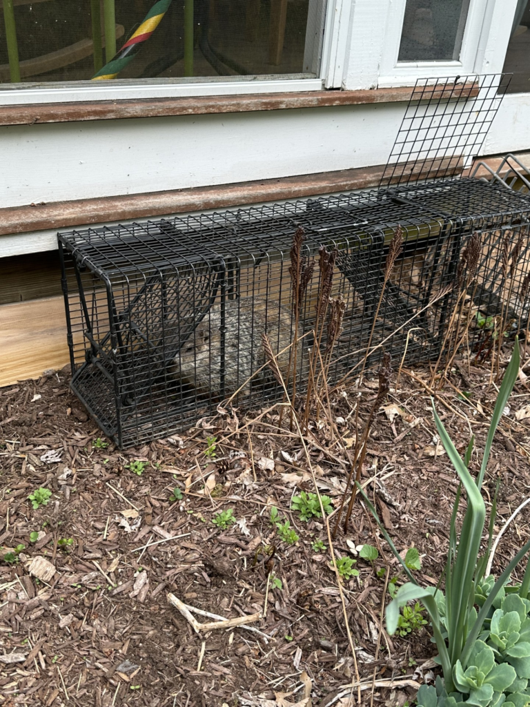 Litchfield county woodchuck trapped from under porch Woodbury CT