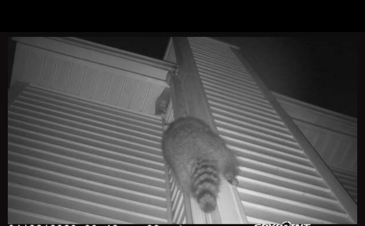 Raccoon climbing Plymouth  CT home.