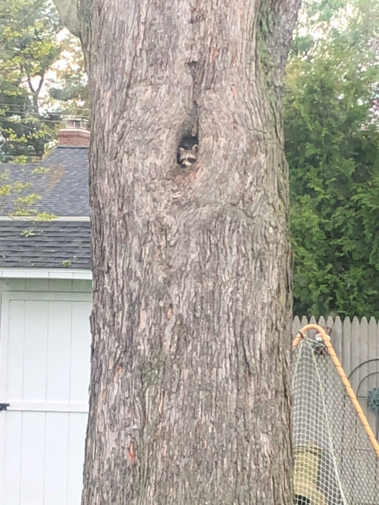 raccoon attic eviction kent ct roofline entry