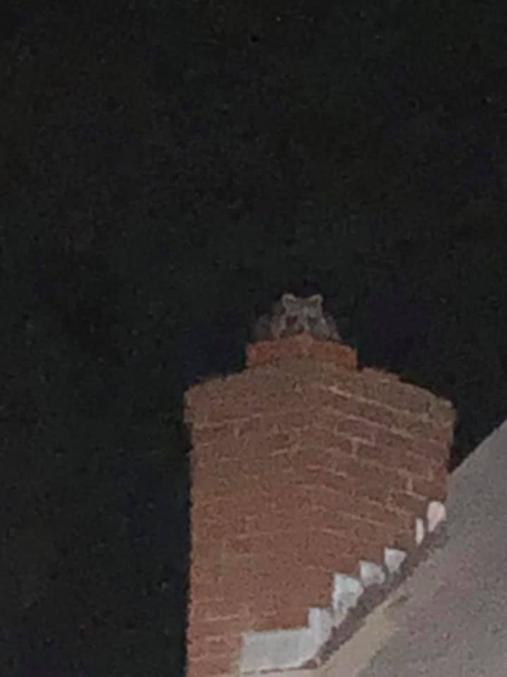 raccoon chimney entry colebrook ct roof damage