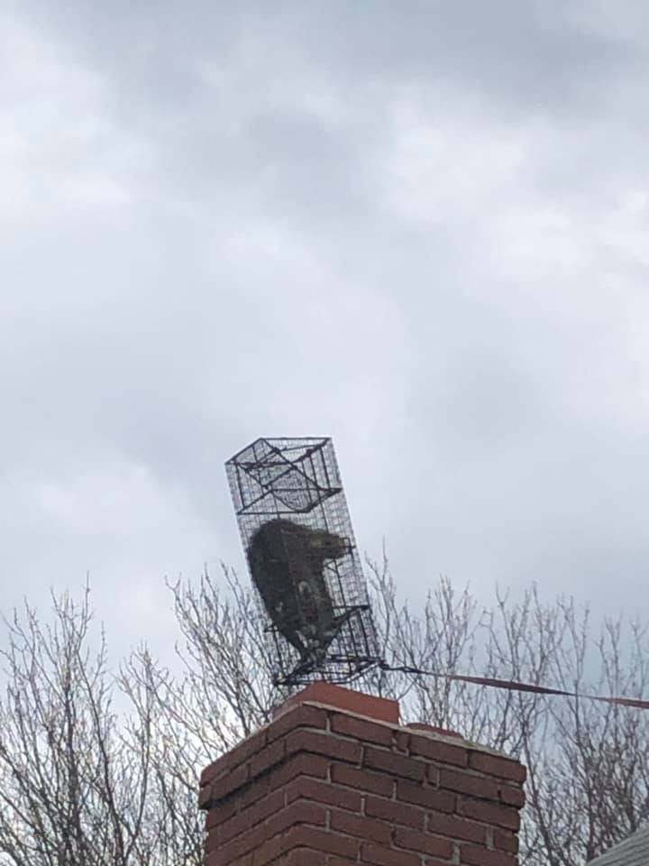 raccoon chimney removal sharon ct attic entry