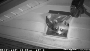 Raccoon in gable vent Winchester CT