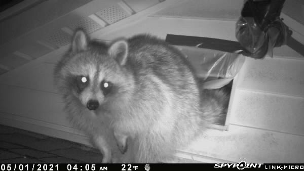 raccoon roof vent damage bethlehem ct entry point