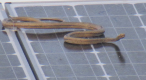 snake removal bridgewater ct roof or stone wall area